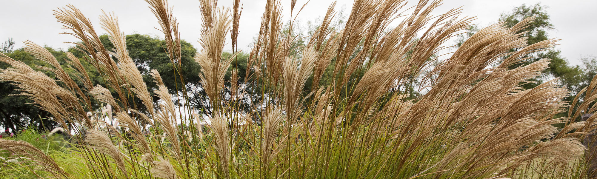Eulalie à fleurs sucrées - Miscanthus sacchariflorus