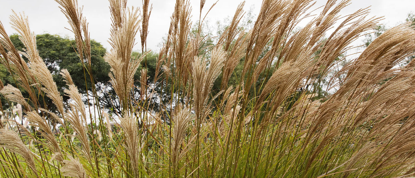 Eulalie de Chine - Miscanthus sinensis