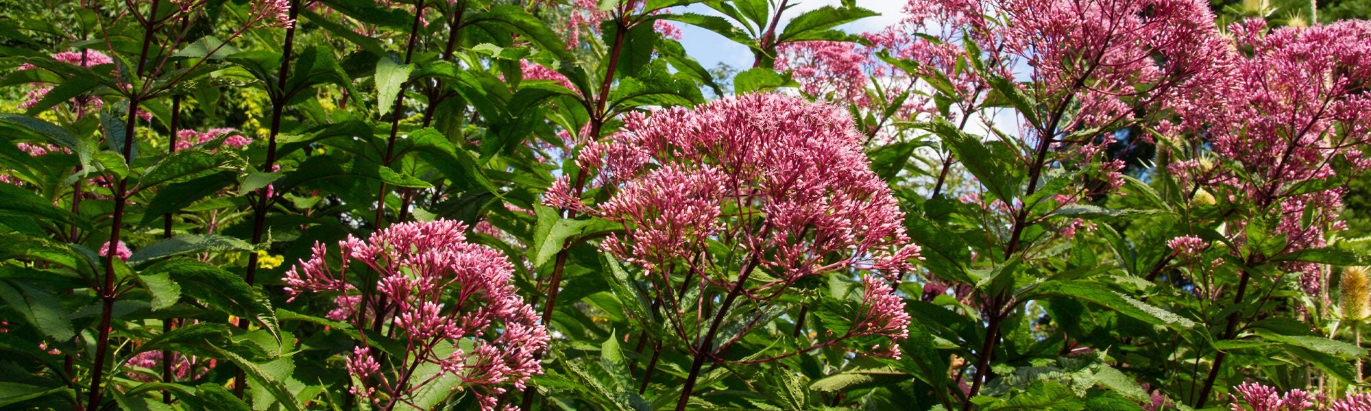 Eupatoire chanvrine - Eupatorium cannabinum