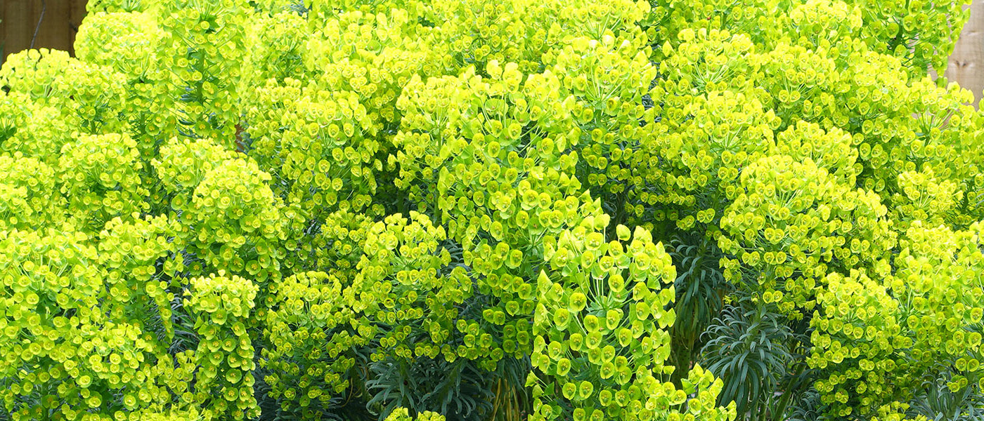 Euphorbe