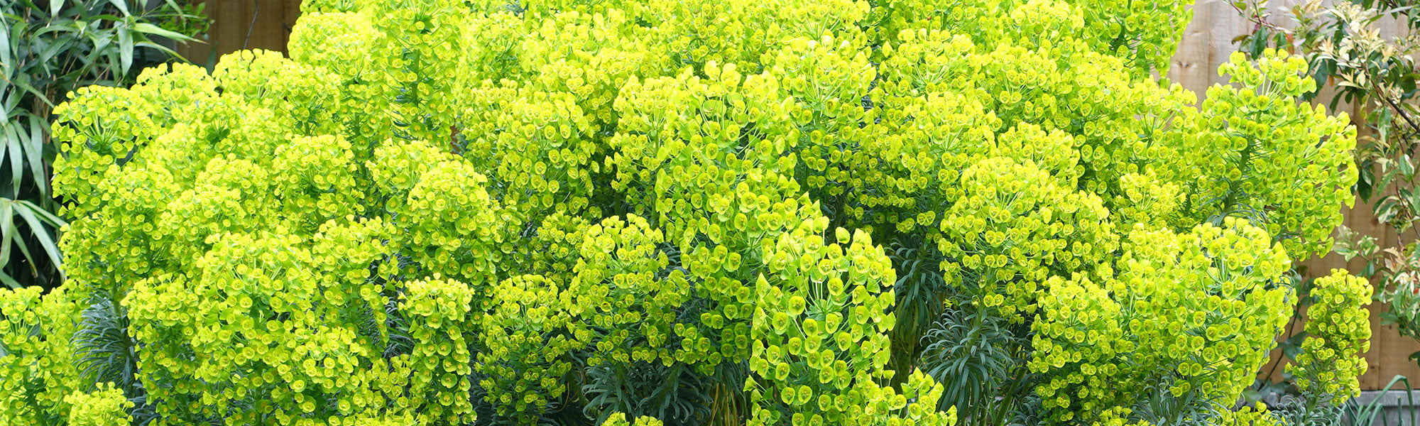 Euphorbe des bois - Euphorbia amygdaloides