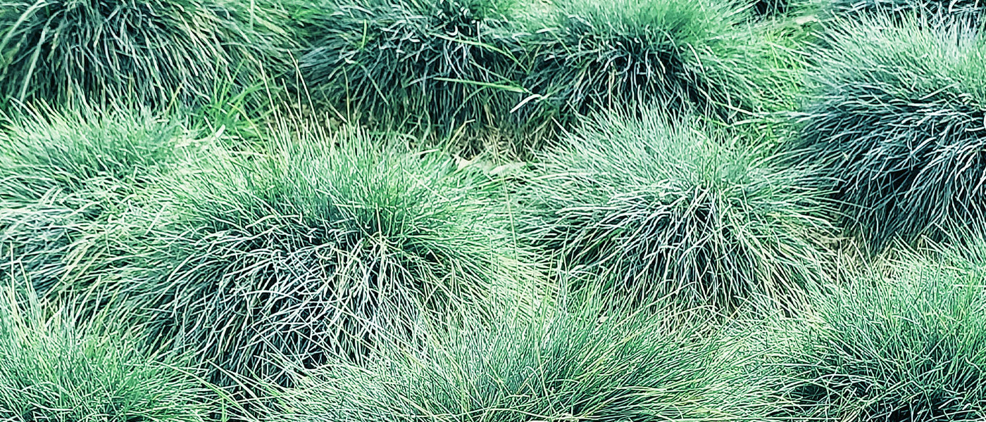 Fétuque rouge - Festuca rubra