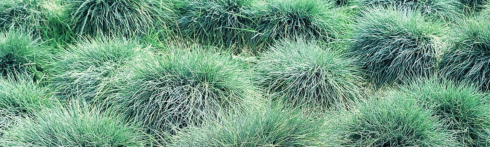 Fétuque rouge - Festuca rubra