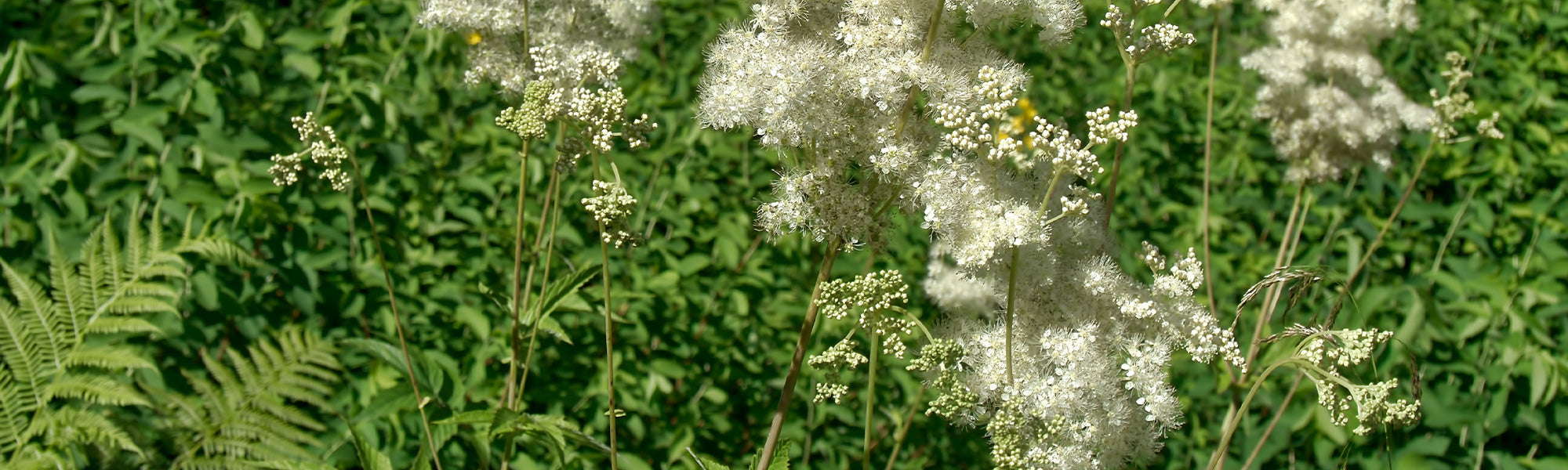 Reine-des-prés - Filipendula ulmaria