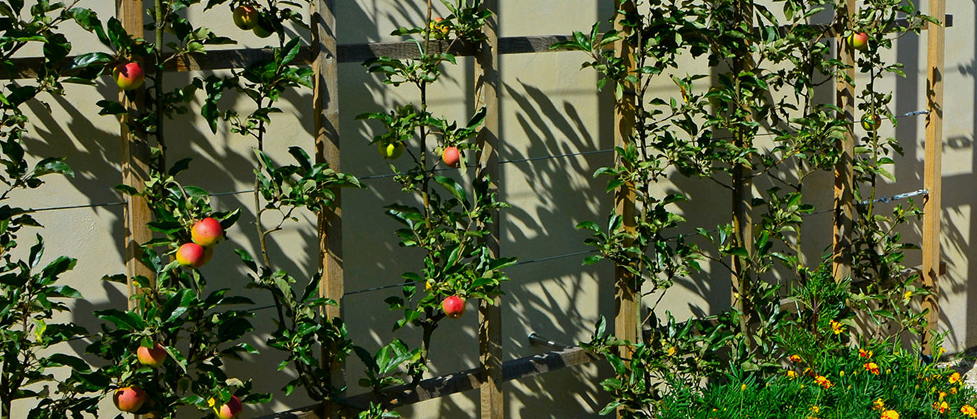 Petit jardin fruité