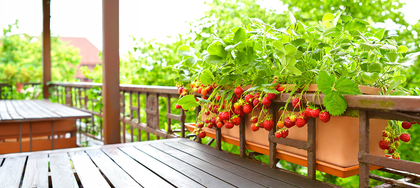 Fruits sur mon balcon