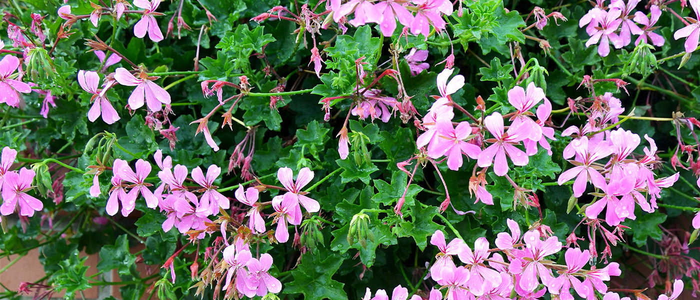 Géranium tomenteux - Pelargonium tomentosum