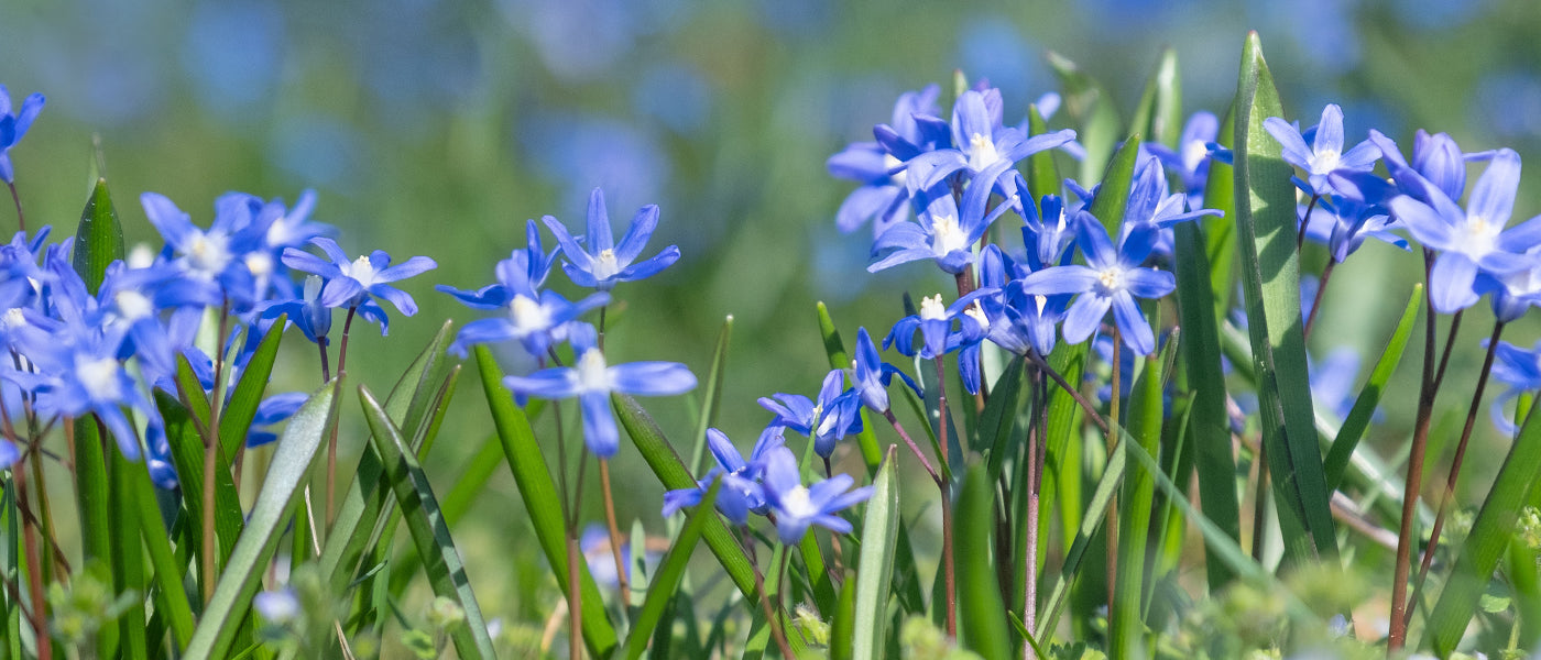 Gloire des neiges de Boissier - Chionodoxa boissieri
