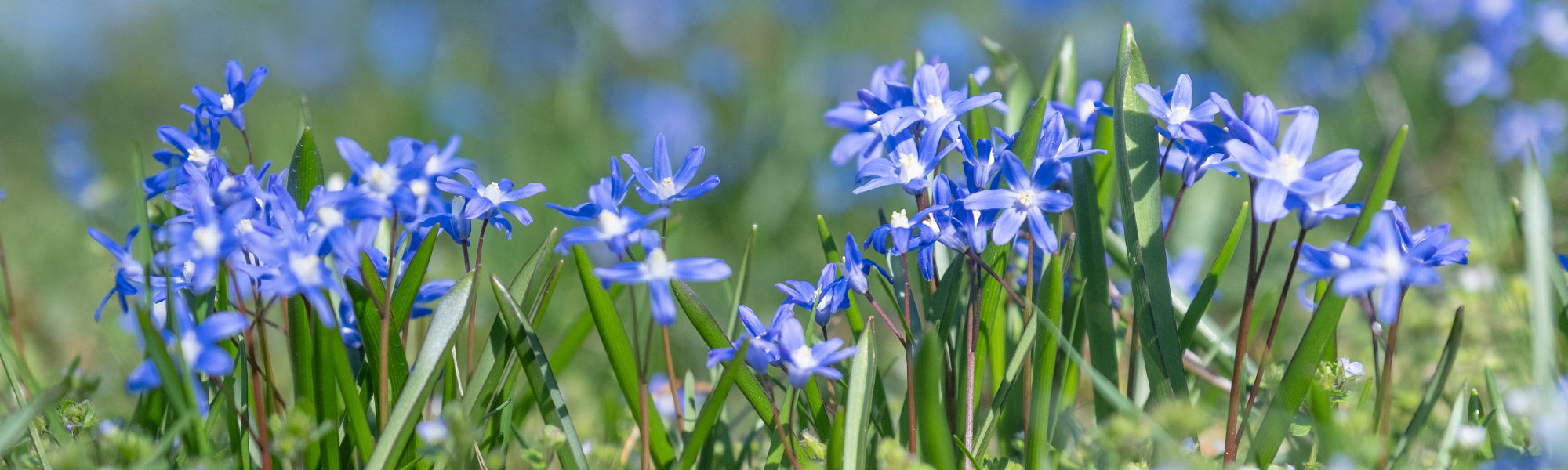 Gloire des neiges de Forbes - Chionodoxa forbesii