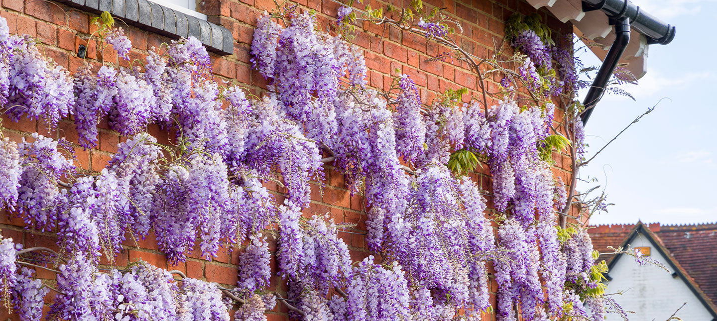 Grimpantes pour habillier un mur