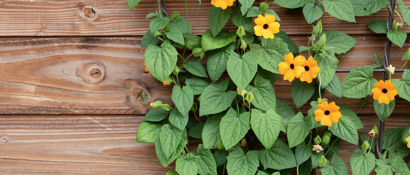 Grimpantes à fleurs