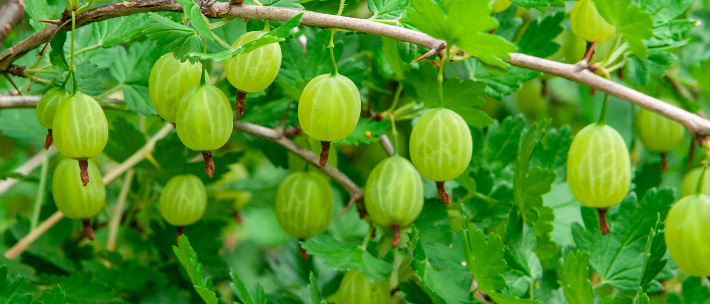 Groseillier à maquereau - Ribes uva-crispa