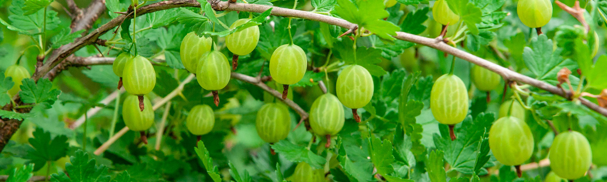 Groseillier à maquereau - Ribes uva-crispa