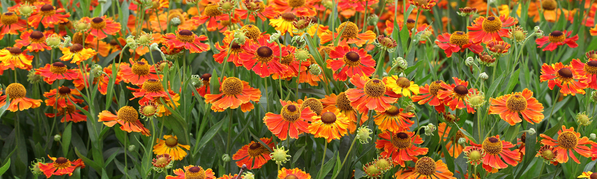 Hélénie laciniée - Helenium laciniatum