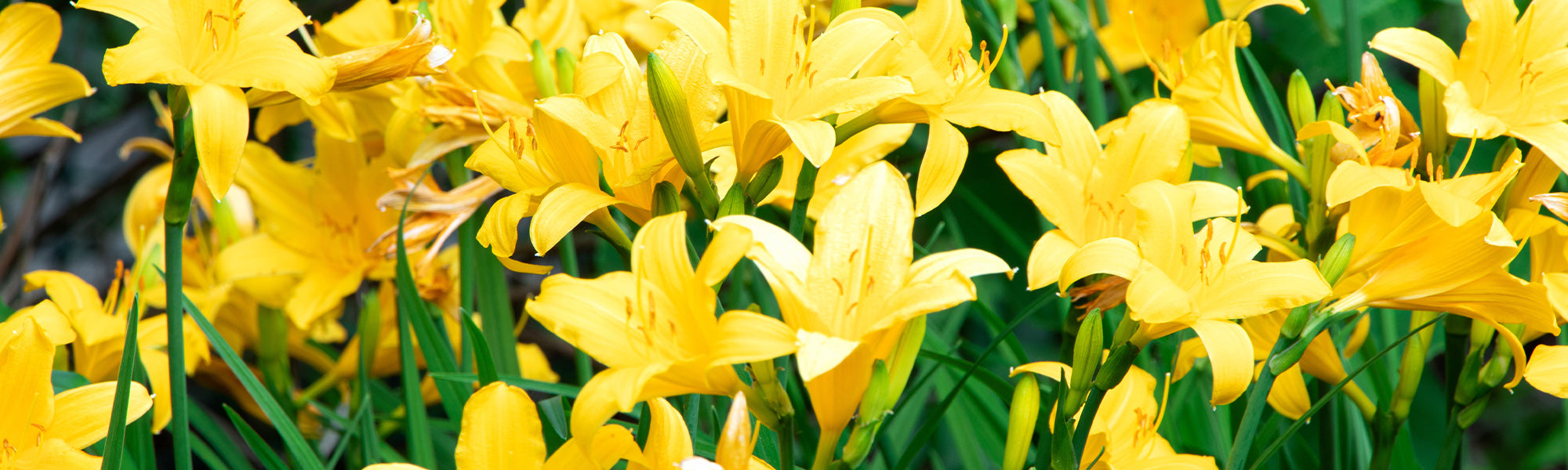 Hémérocalle multiflore - Hemerocallis multiflora