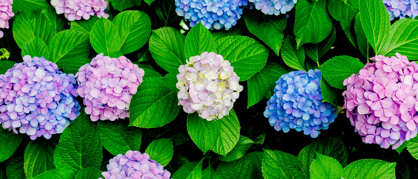 Hortensia à grandes feuilles