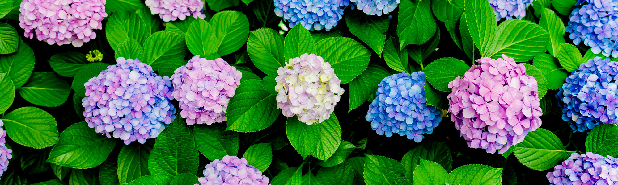Hortensia à grandes feuilles