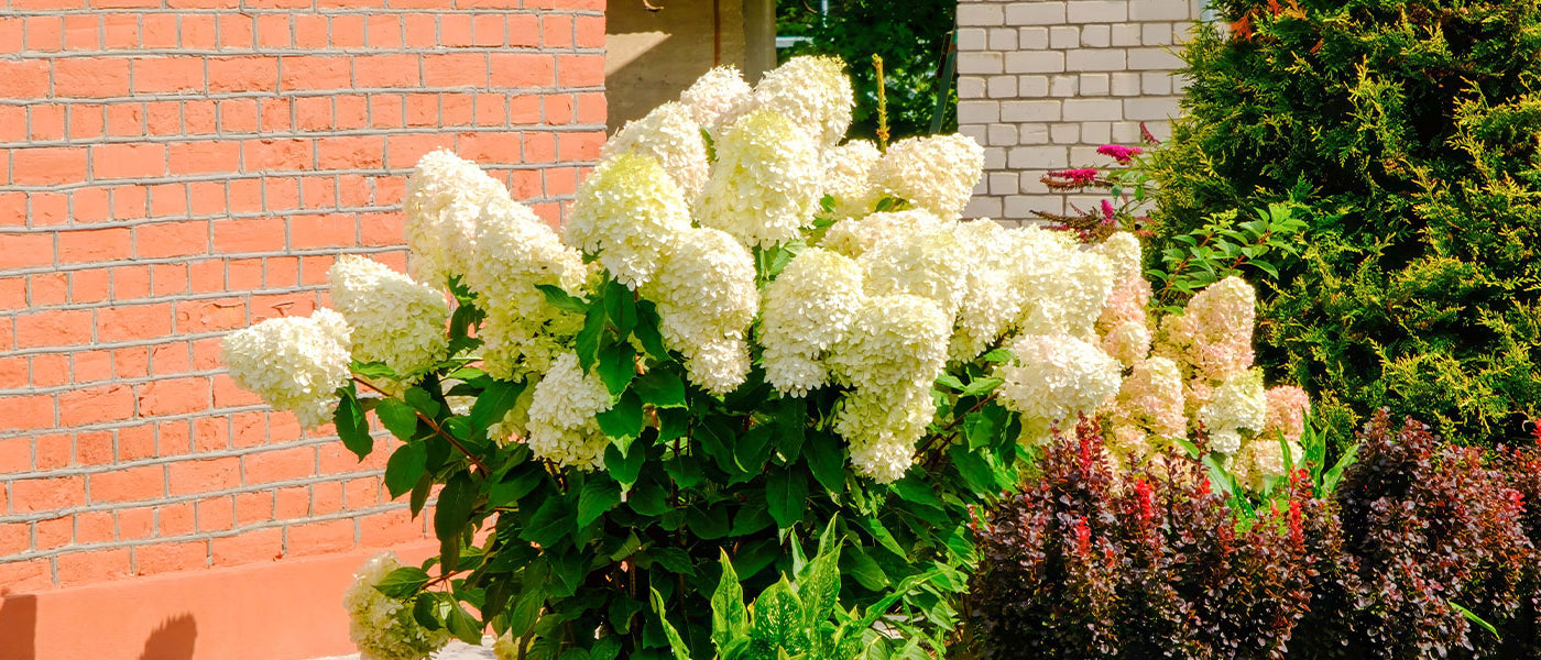 Hortensia paniculé