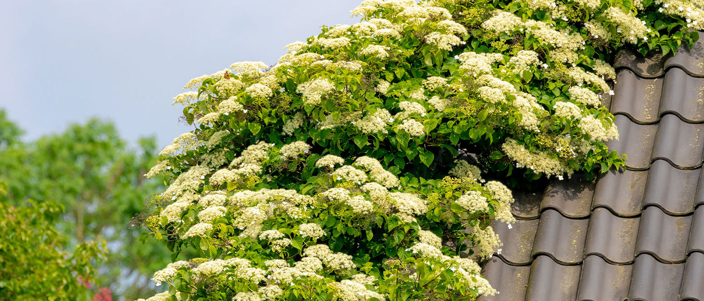 Hortensias grimpants