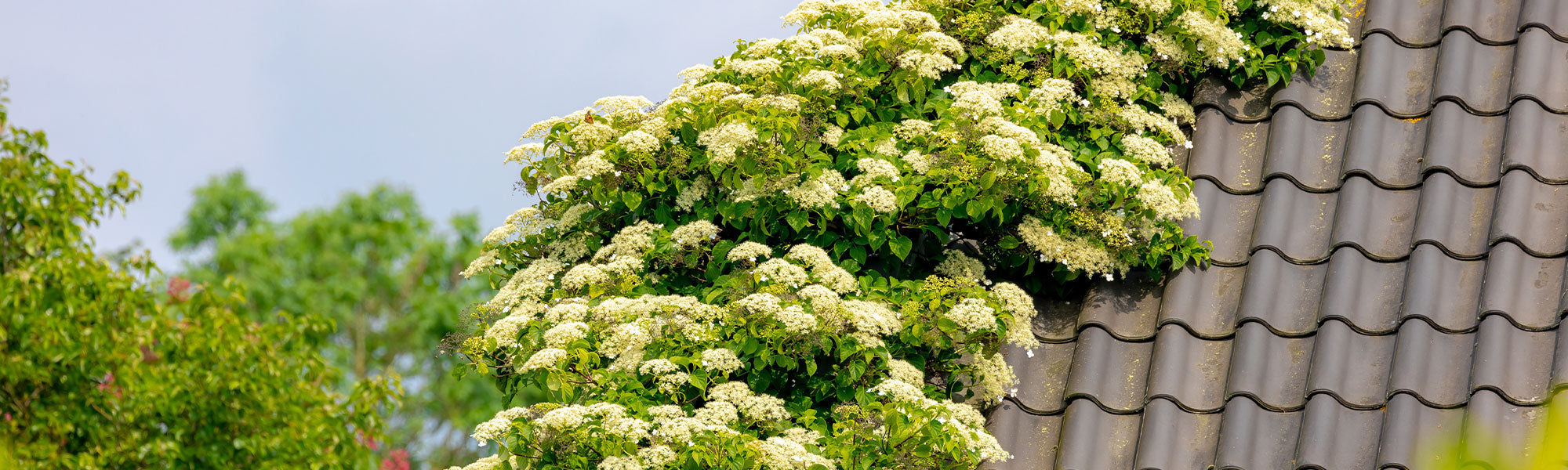 Hortensias grimpants