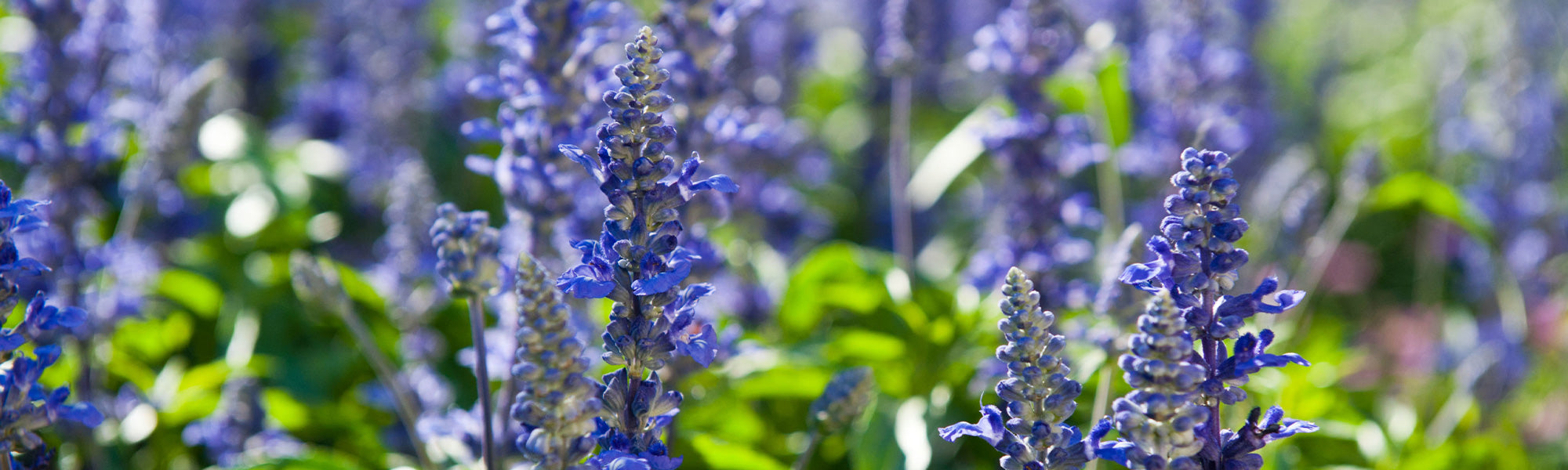 Hysope aristée - Hyssopus aristatus