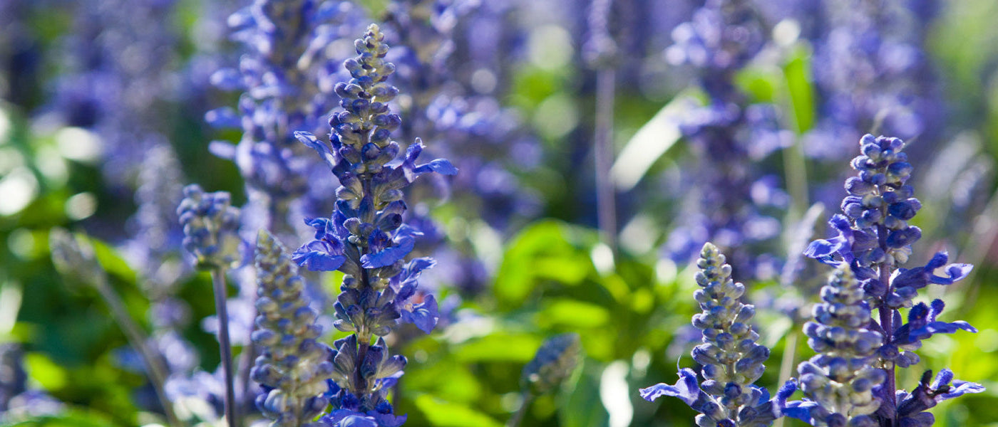 Hysope officinale - Hyssopus officinalis