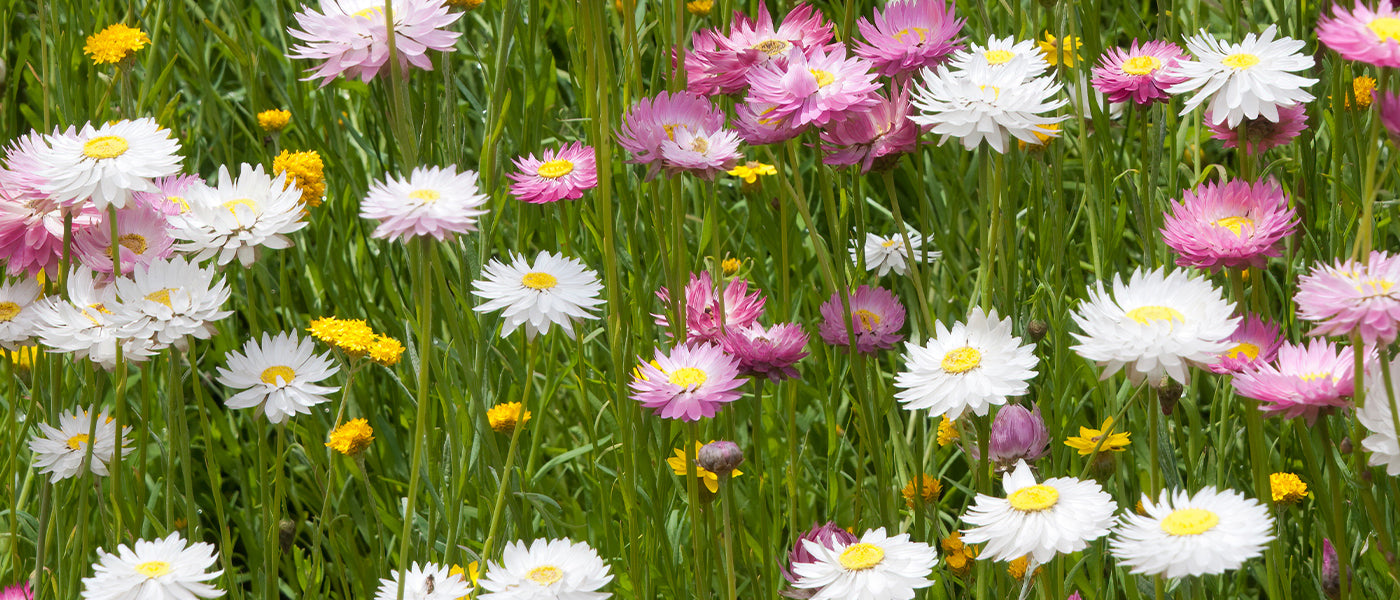 Immortelle bractée - Helichrysum bracteatum