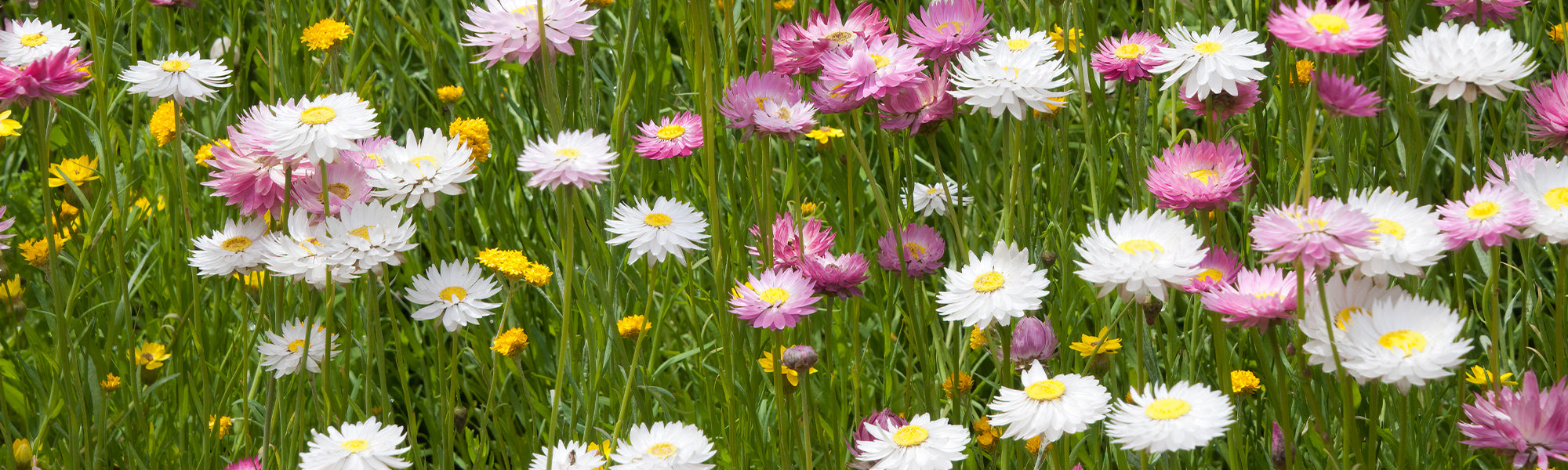 Immortelle de Java - Anaphalis javanica