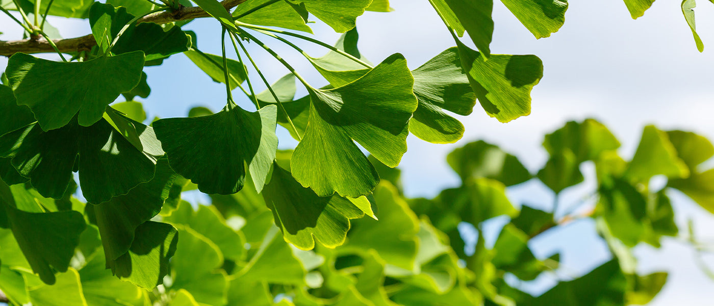 Ginkgo biloba