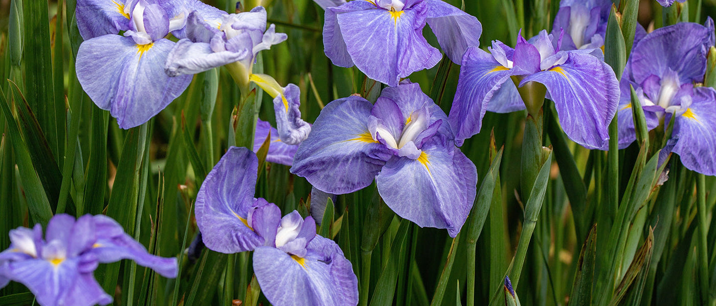 Iris de Sibérie et du Japon