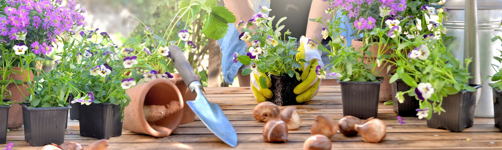 Jardin fleuri selon les saisons