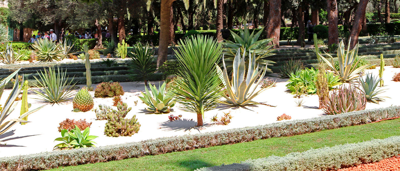 Plantes pour sol sableux