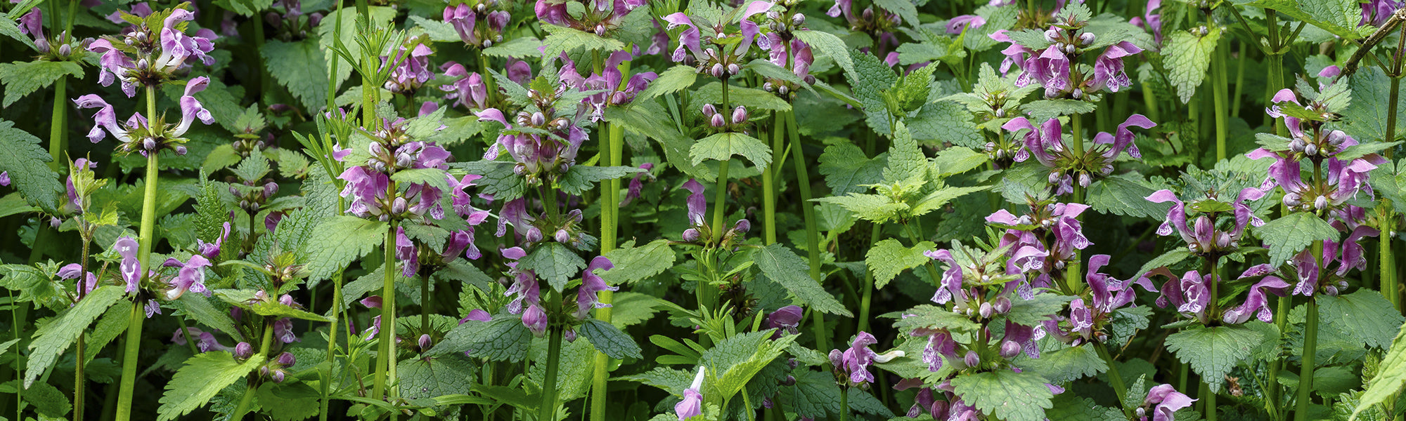 Lamier barbu - Lamium barbatum