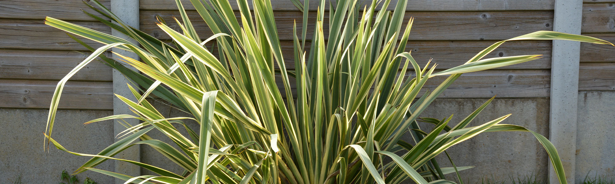 Lin de nouvelle Zélande