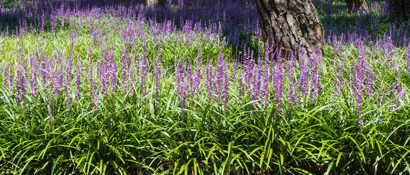 Liriope à larges feuilles - Liriope platyphylla
