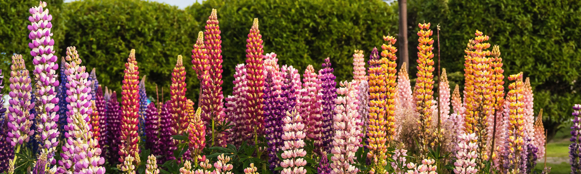 Lupin en arbre - Lupinus arboreus