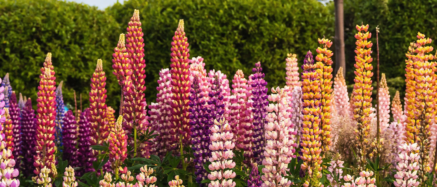 Lupin velu - Lupinus pilosus