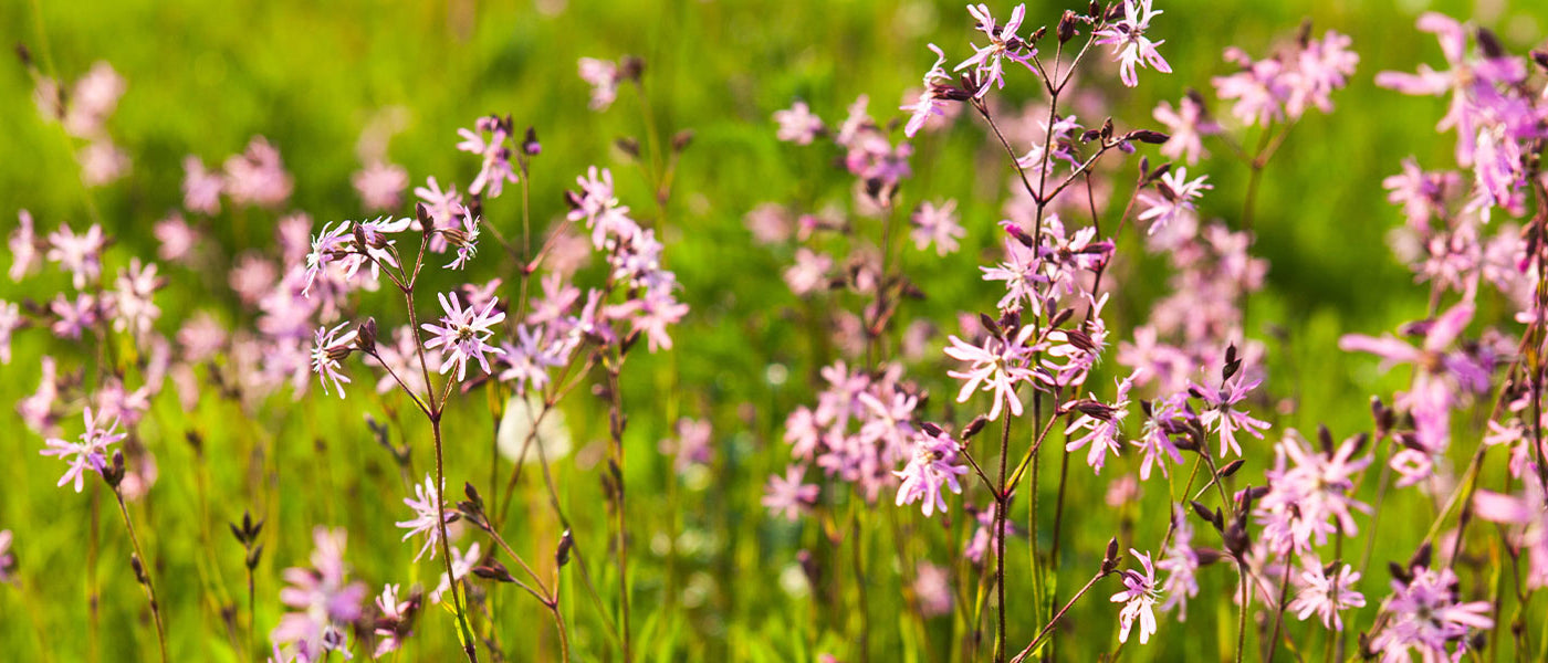 Lychnis - Coquelourdes