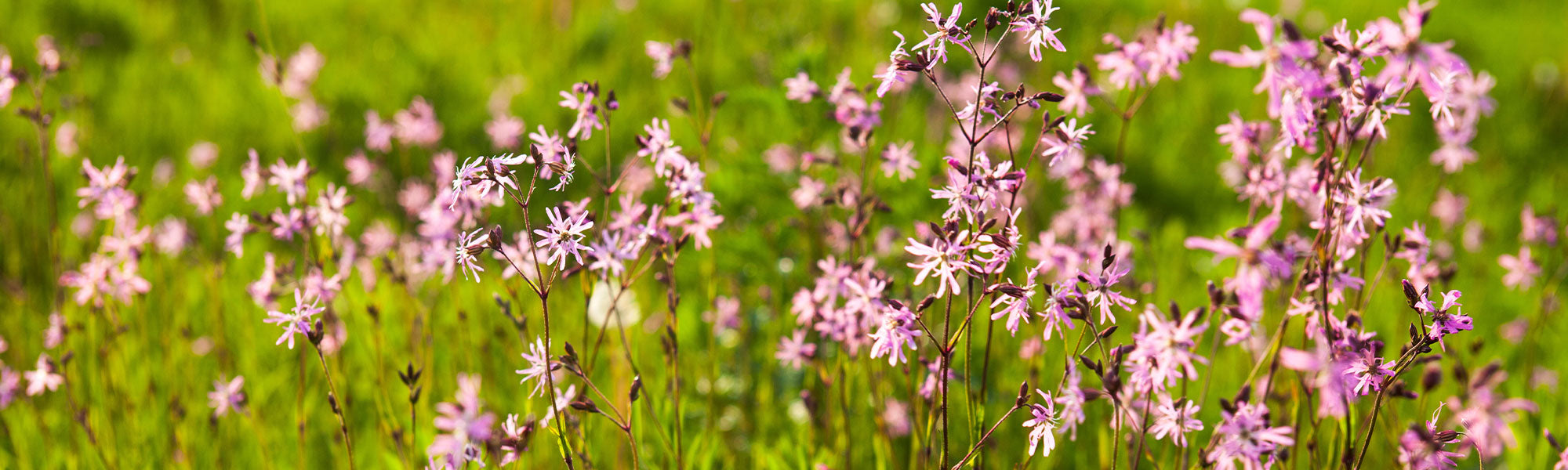 Lychnis - Coquelourdes
