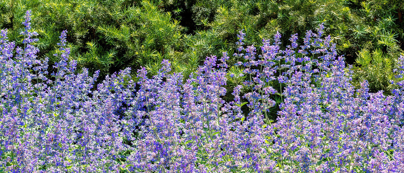 Cataire - Nepeta cataria