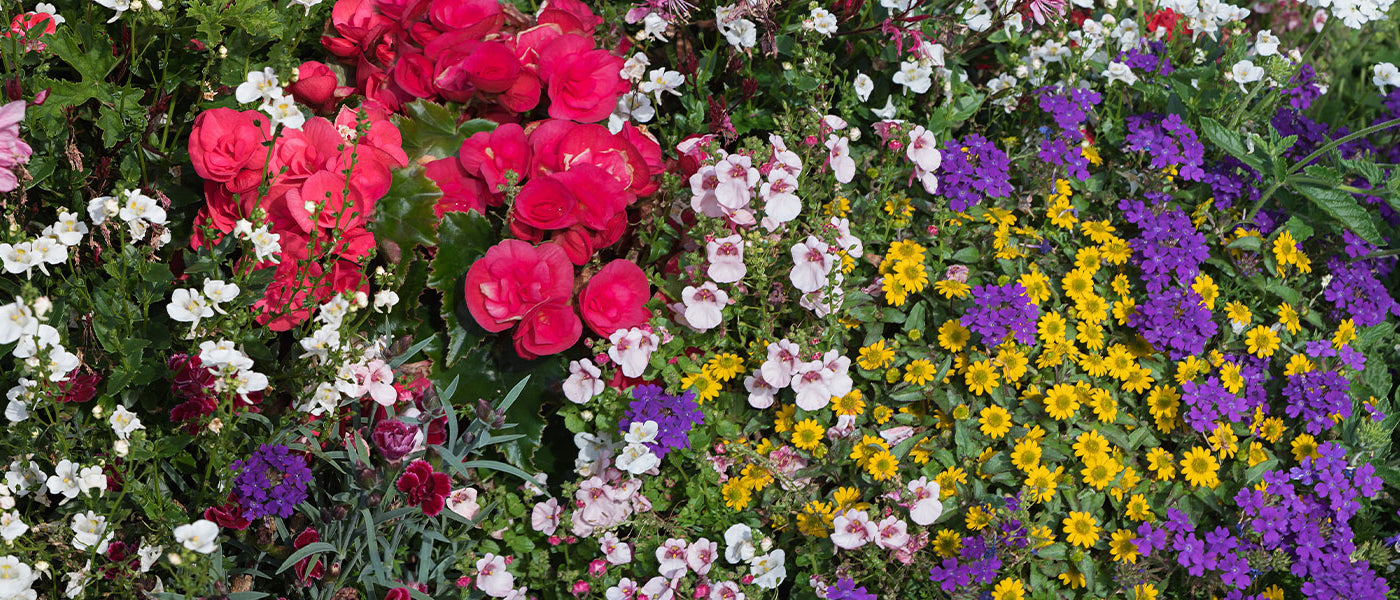 Nouveautés plantes annuelles