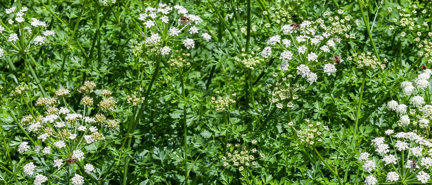 Oenanthe - Œnothère