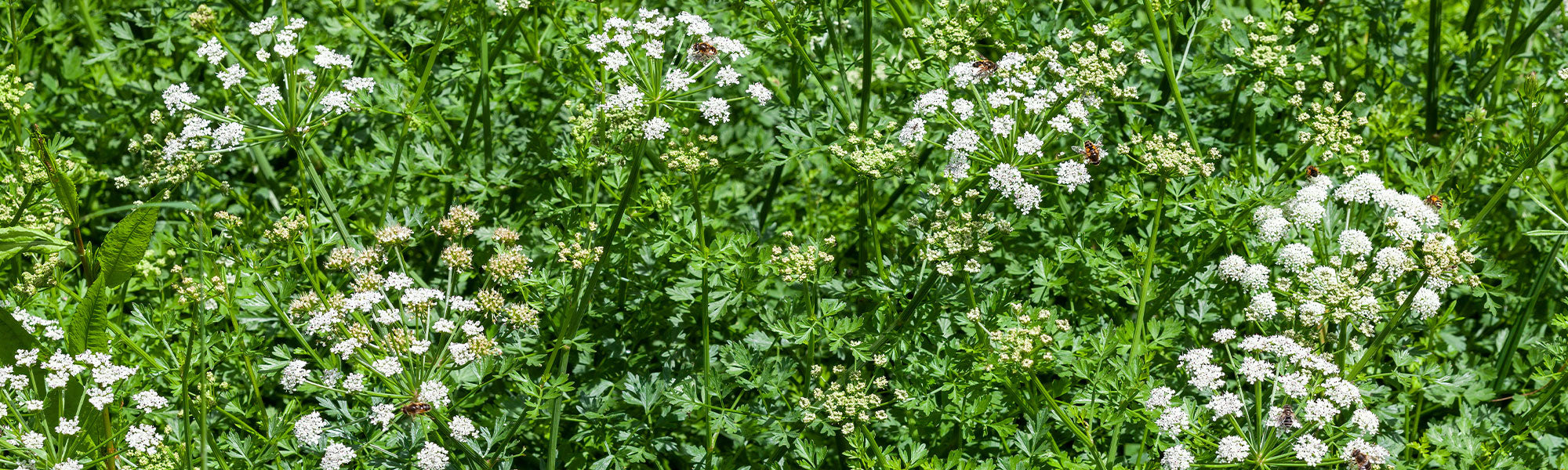 Oenanthe - Œnothère