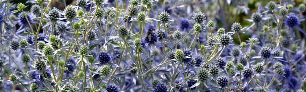 Panicaut des Alpes - Eryngium alpinum sec | Willemse