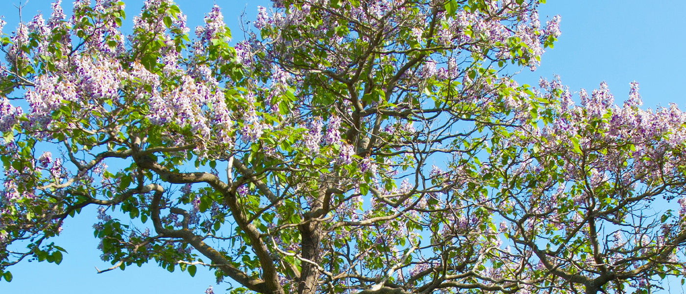 Paulownia