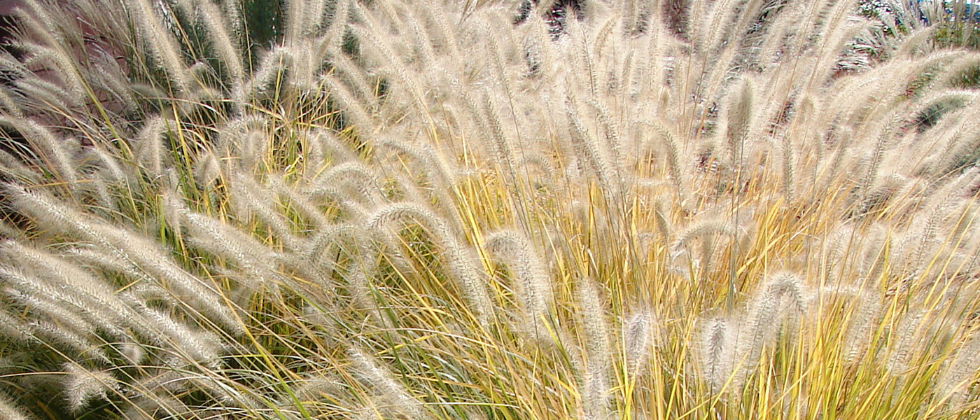 Herbe éléphant - Pennisetum purpureum