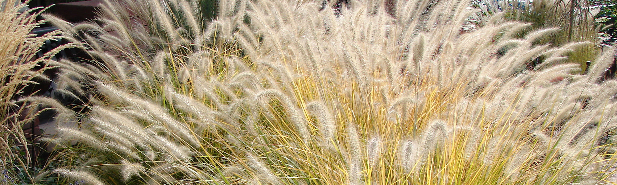 Herbe orientale - Pennisetum orientale
