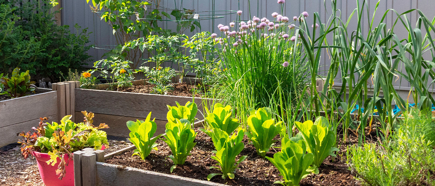 Plantes pour petit espace