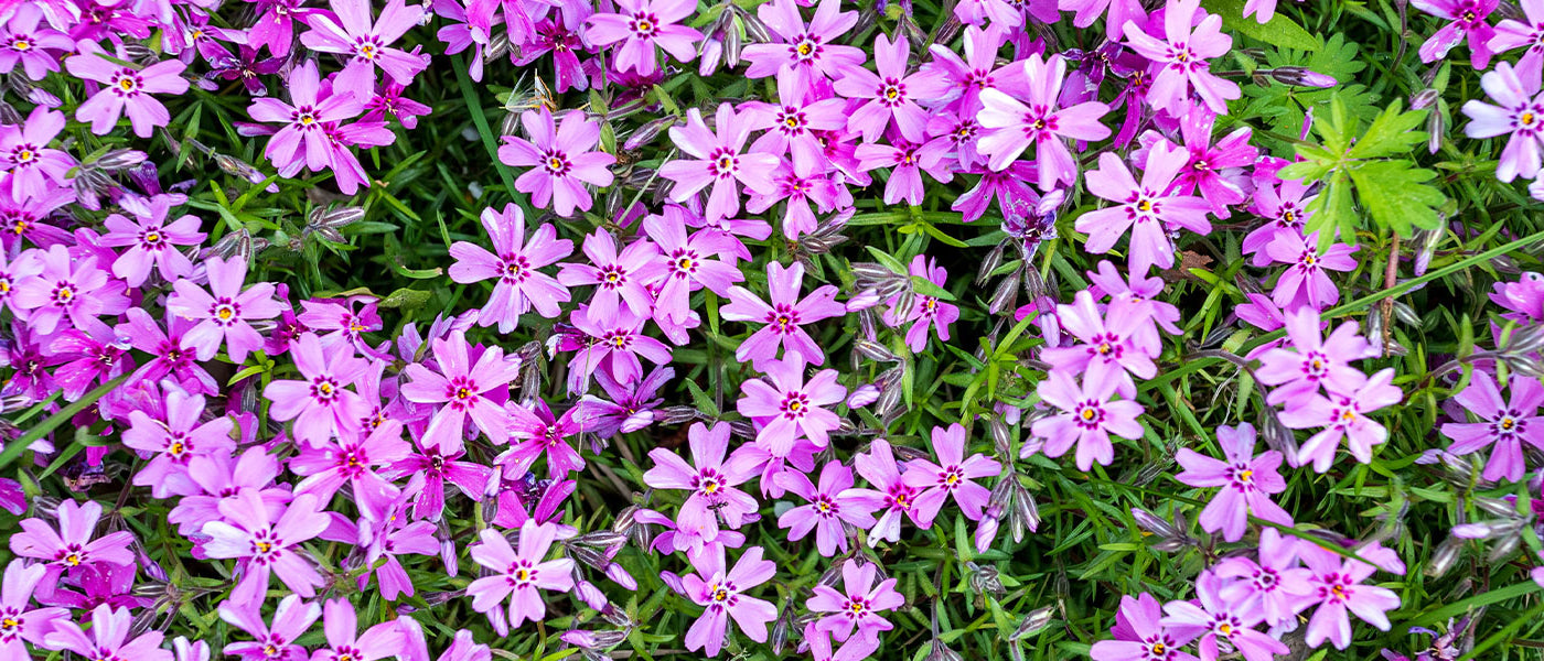 Phlox mousse