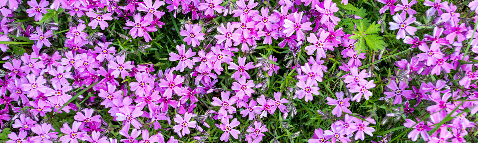 Phlox mousse